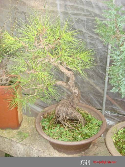 ��ת DSC06507g.jpg