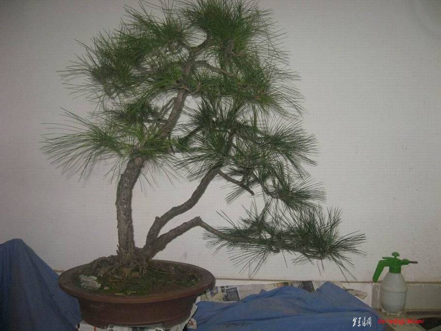 �����͵Ȼ� 125.jpg