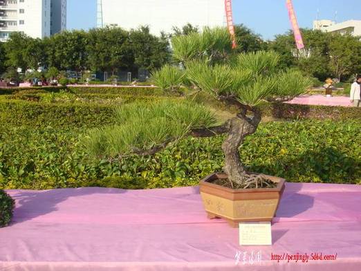 DSC06120_С.JPG