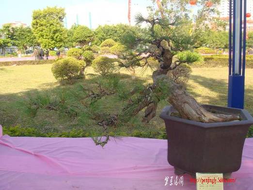 DSC06235_С.JPG