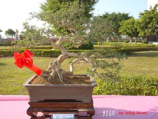 DSC06213_С.JPG
