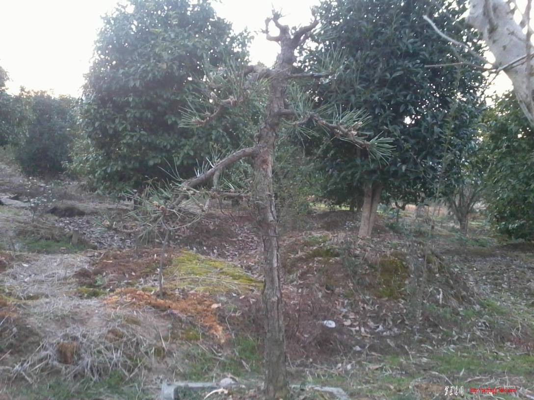 Ƭ0575.jpg