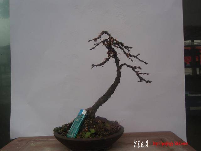 P1011203.JPG