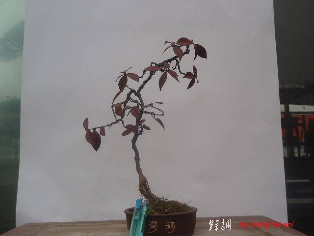 P1011207.JPG