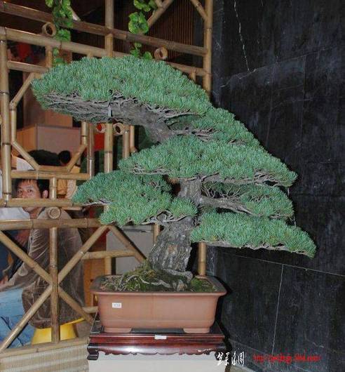 3753345_488993929[1].jpg