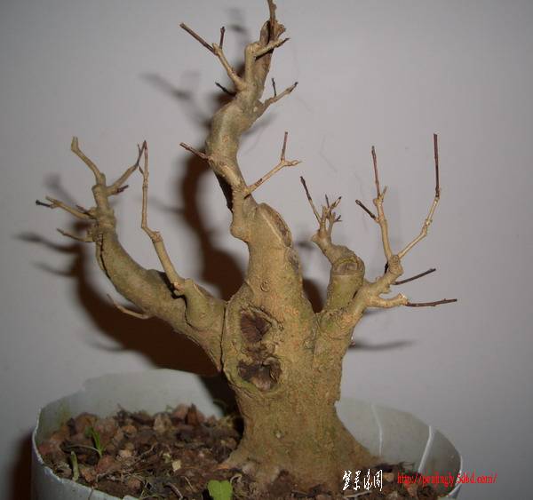 ʯ201111.JPG