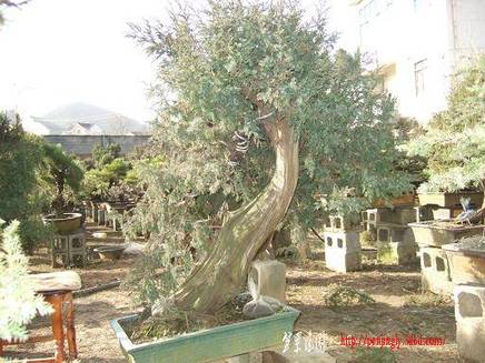 DSCF5486.JPG