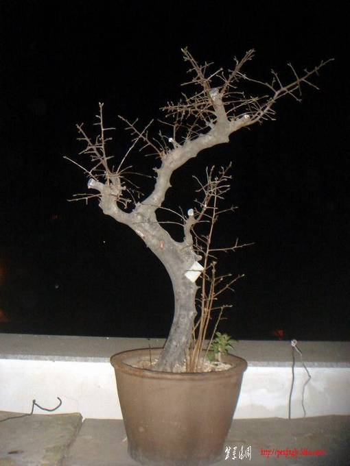 DSC01455.JPG