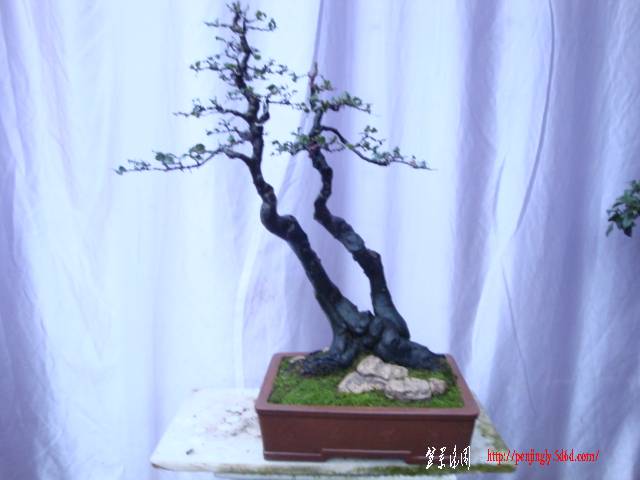 DSC03768.JPG