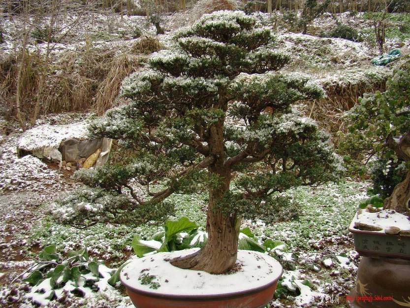 DSC03637(xiao).JPG