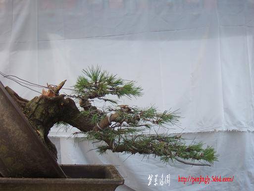 DSCF5528.JPG