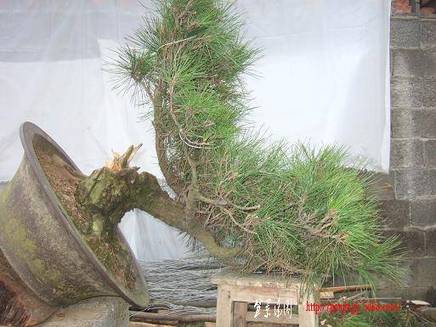 DSCF5516.JPG