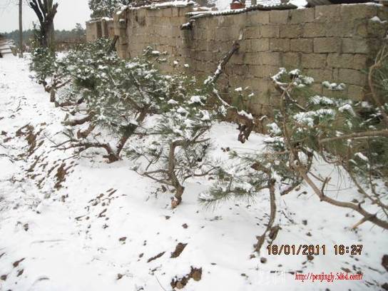 2011.01.18ѩ 009.jpg