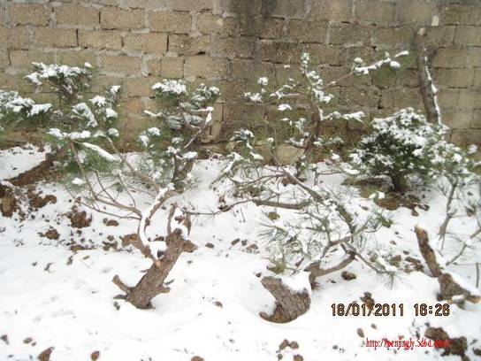 2011.01.18ѩ 003.jpg