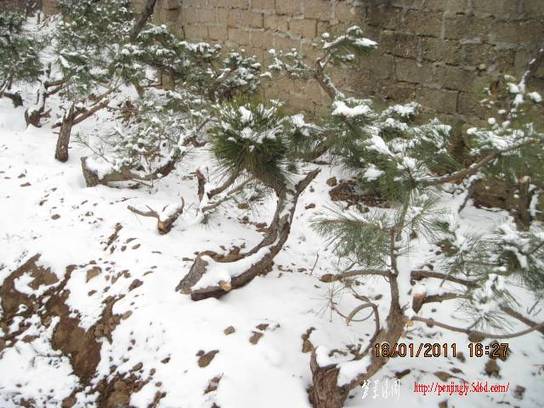 2011.01.18ѩ 004.jpg