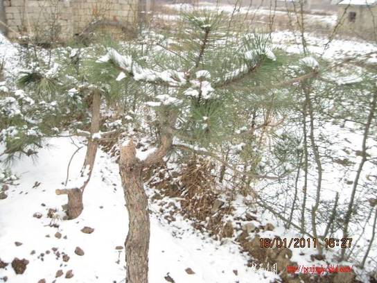 2011.01.18ѩ 007.jpg