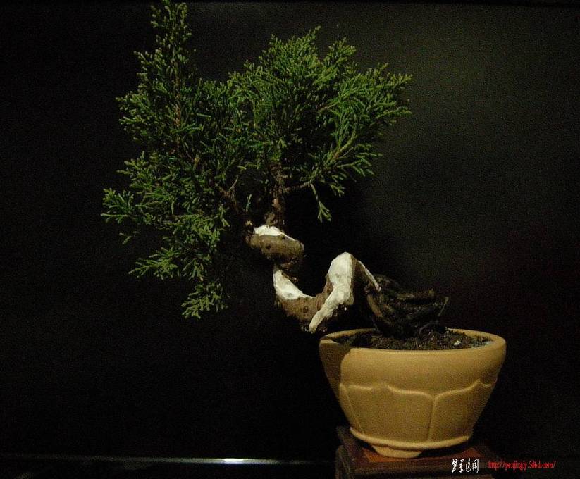 DSCN1413_СС.jpg