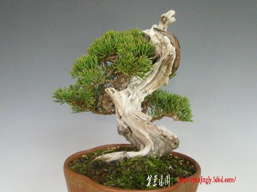 30c20shinpaku.jpg