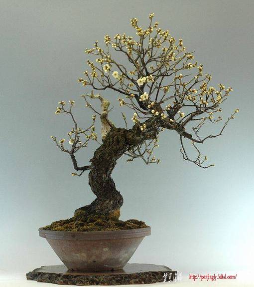 08228ume.jpg