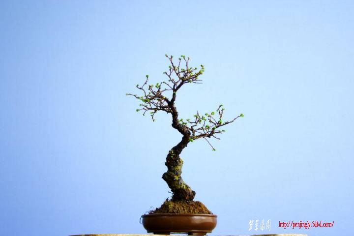 100405nirekeyaki_11.jpg