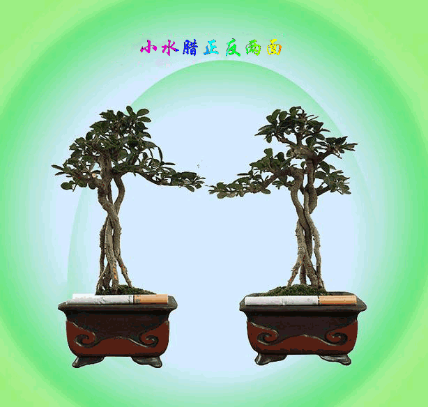 Сˮһ.gif