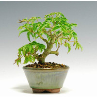 bonsaiartayumi_dsc-5900a.jpg