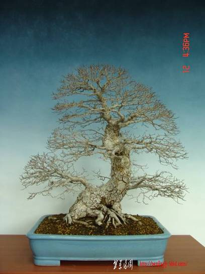 bv%20(5)_1.jpg