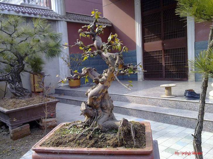 20110206264.jpg