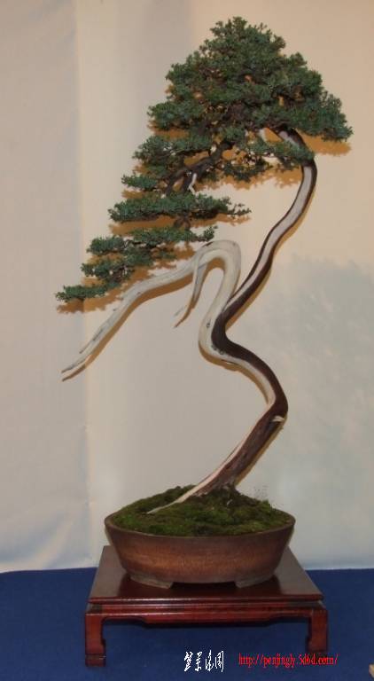 Noelanders%20Trophy%2017-01-2009%20107.jpg