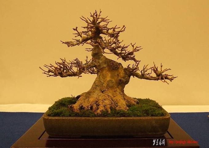 Noelanders%20Trophy%2017-01-2009%20272.jpg