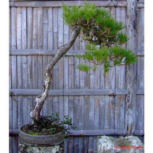 bonsai-art_salon-aka1.jpg