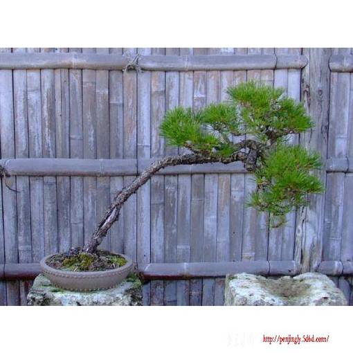 bonsai-art_salon-aka3.jpg