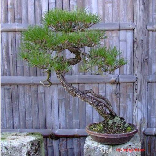 bonsai-art_salon-aka4.jpg