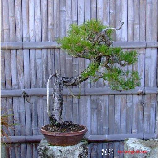 bonsai-art_salon-aka7.jpg