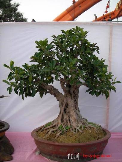 ת ع С SANY0794.JPG