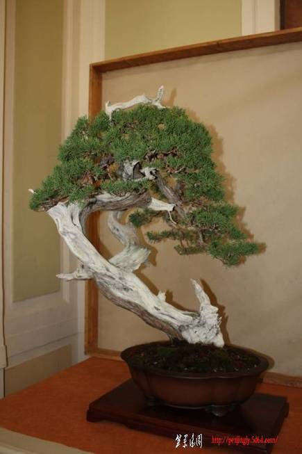 ArcoBonsai%202009%20%285%29.jpg