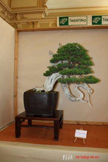 ArcoBonsai%202009%20%2822%29.jpg