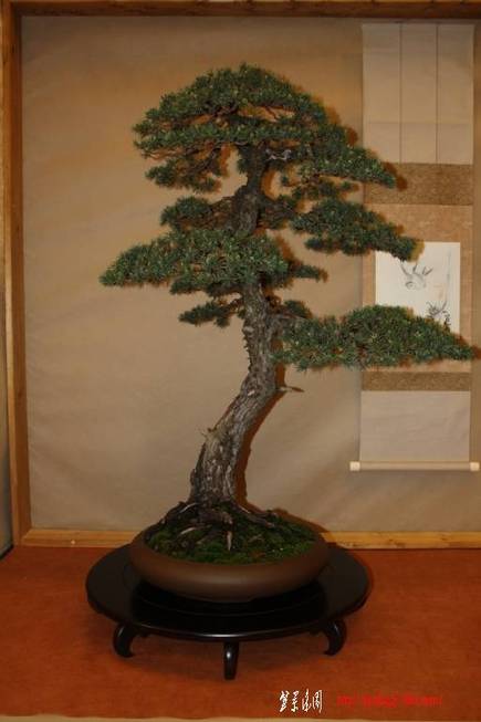 ArcoBonsai%202009%20%2831%29.jpg