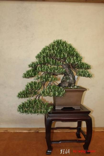ArcoBonsai%202009%20%2812%29.jpg