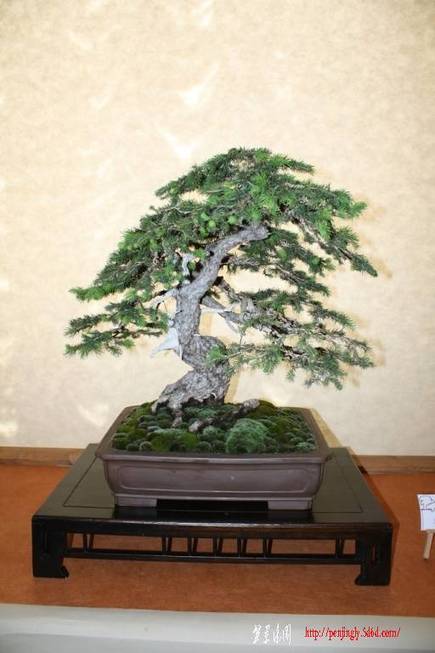 ArcoBonsai%202009%20%2825%29.jpg