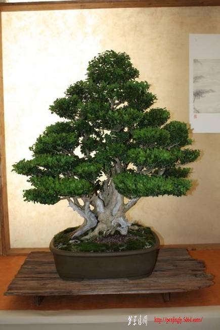 ArcoBonsai%202009%20%2826%29.jpg
