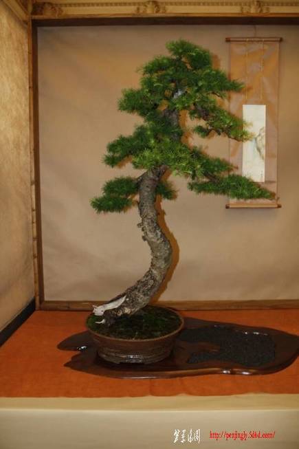 ArcoBonsai%202009%20%2824%29.jpg