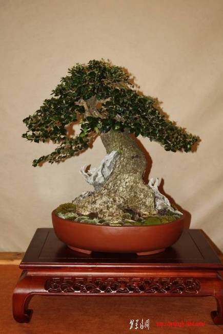 ArcoBonsai%202009%20%2856%29.jpg