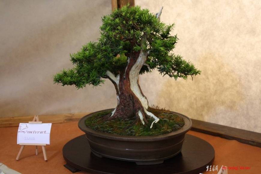 ArcoBonsai%202009%20%28101%29.jpg