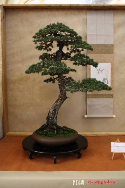ArcoBonsai%202009%20%2893%29.jpg
