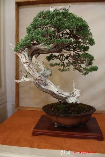 ArcoBonsai%202009%20%2871%29.jpg