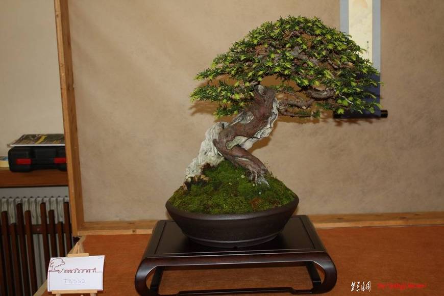 ArcoBonsai%202009%20%2858%29.jpg