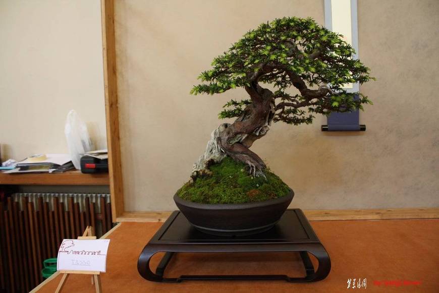 ArcoBonsai%202009%20%28123%29.jpg