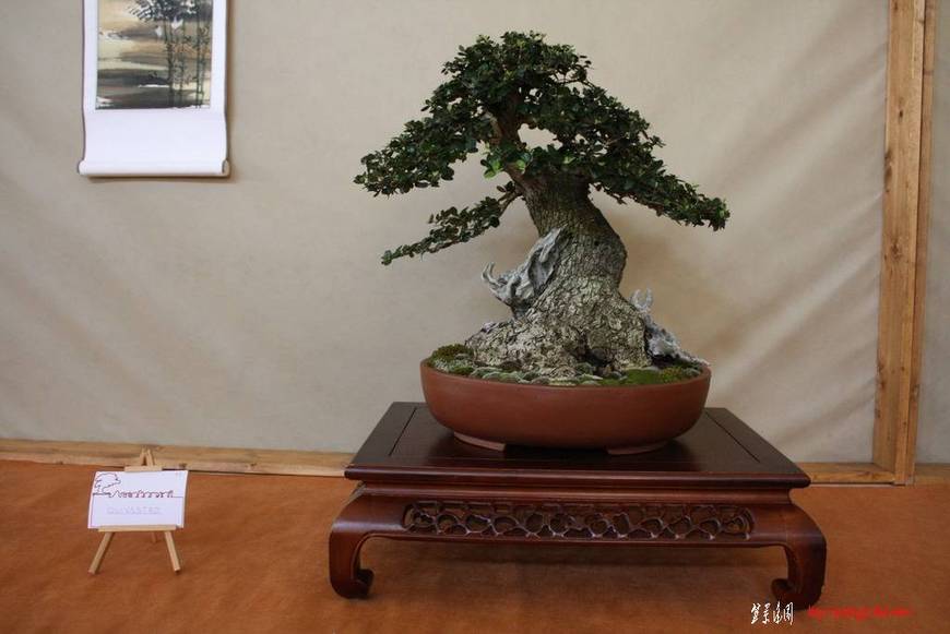 ArcoBonsai%202009%20%28115%29.jpg