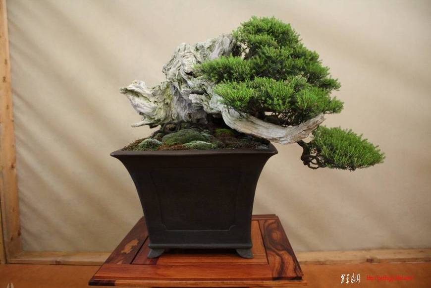 ArcoBonsai%202009%20%28102%29.jpg